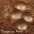 PURE PIGMENT Tangerine Pearl - czysty, sypki pigment kosmetyczny do powiek i ciała